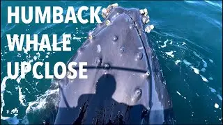 Crazy Humpback Whale Interaction! | 4K HDR