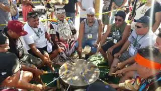 Black Bear 10 Live Pala 2016