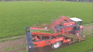 🇫🇷Arrachage de carottes D'aucy 🥕- 2x Dewulf - Fendt 714 aux caissons !