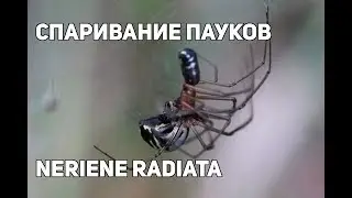 Спаривание пауков (вид Neriene radiata)