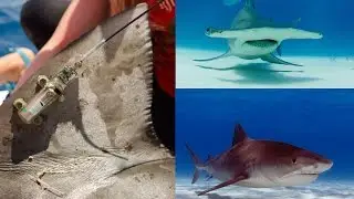 Study Says Marine Protected Areas Can Benefit Large Sharks