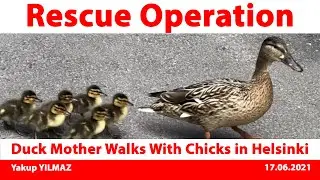 Duck Mother Walks With Chicks in Helsinki - Rescue Operation