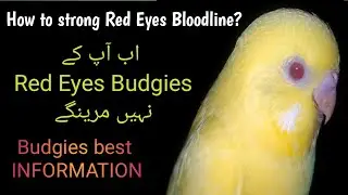 How to strong Albino Lutino mutation bloodline? 50+ Red Eyes Budgies Pairs. Budgie information.