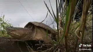 Jurassic Park 3.5