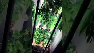 Gardyn Hydroponic Marijuana￼ plants 🌱