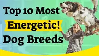 Top 10 Most Energetic Dog Breeds