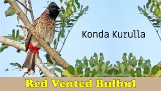 Red Vented Bulbul | Konda Kurulla |  @TharYaz 🐦