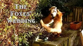 THE FOXES' WEDDING