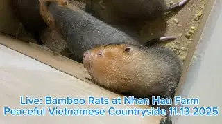 Bamboo Rats at Nhan Hau Farm | Peaceful Vietnamese Countryside Live 11.13.2025