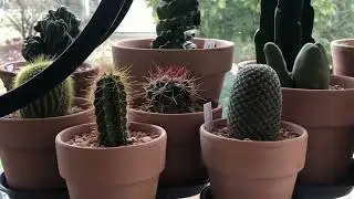 Amanda's Amazing Succulent and  Tropical Plants Collection, Tips to Grow Plants