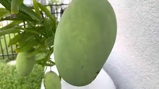 Mallika Mango Variety Update 2021