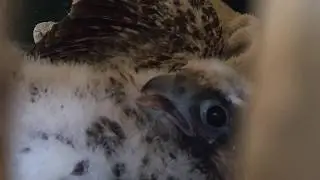 Back to the nest: Falcons return to Michigan bridges