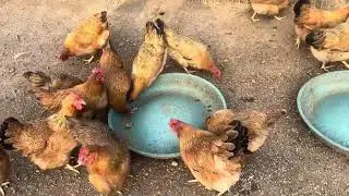 Breeding chickens, ducks, dogs, raising chickens, managing chickens, farms