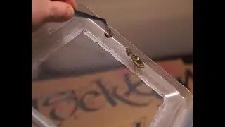 Creobroter Gemmatus / Bl&uuml;tenmantis / Perlenmantis / praying Mantis