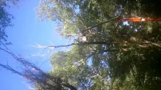 deadwood removal