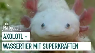 Axolotl – Freundlicher Aquarienbewohner mit Superkräften | Ratgeber