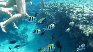 Hilton Sharm Sharks Bay Наполеон