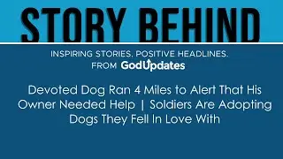 Devoted Dog Ran 4 Miles to Alert That His Owner Needed Help | Soldiers Are Adopting Dogs They Fel...
