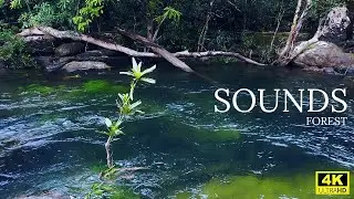 Relaxing Waterfall & Birds Sound - Ambient Reflecting River White Noise and peaceful with music