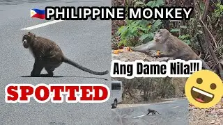 Philippine Long-Tailed Macaque 