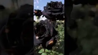 Чёрная роза эдит. #blackrose #rose #edit #vibe #beauty #beautifulrose