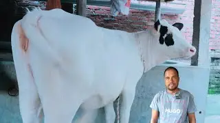 সিমিত দামে সেরা হলেস্টিয়ান ফ্রিজিয়ান বকনা বাছুরের দাম সহ বিস্তারিত জানুন 