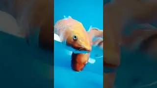 Radiant Fish World,  coxbajar