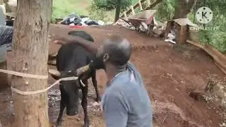 eSouth Africa 🇿🇦🙀🥵! (Best way to slaughter a Cow).  #cow