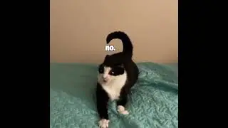 SLAM Poetry Cat #cat #funny #viral