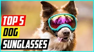 Top 5 Best Dog Sunglasses