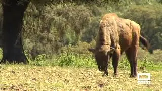 Dos manadas de bisontes campan a sus anchas en la provincia de Ciudad Real