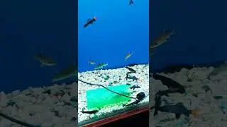 Red tail shark, Bala shark, Fish Pond Aquarium. #shorts #youtubeshorts #fish #viral #shark