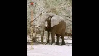 Where Elephants Roam: Brandberg White Lady Lodge #whynamibia #elephant   #wildlife
