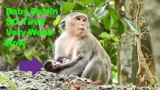 Monkey Casi Love Her Both Baby Calvin & Celine Right Now