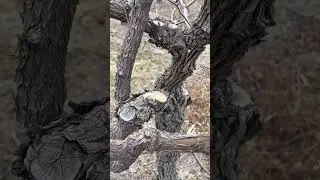 jujube tree old branches removing #satisfying #pruning #shortvideo