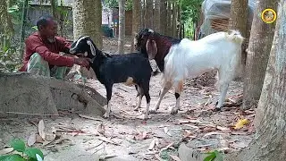 Goat Beautiful Moments Time Of Beautiful Village Farm Episode:09