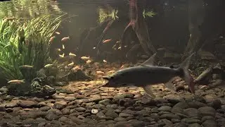 goliath tigerfish teeth training