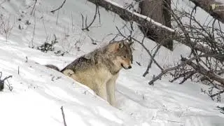 The true Call of the Wild - Wolf howling