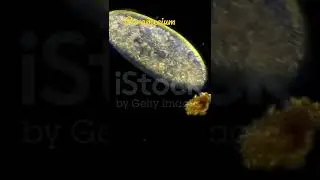 Biology #science #Paramecium #Ciliate paramecium microorganisms floating in water stock  #shorts