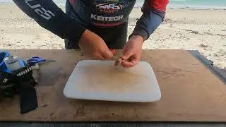 MATURE RED BAIT DEMO