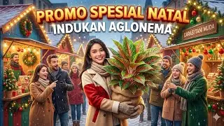 PROMO SPESIAL NATAL INDUKAN AGLONEMA #review #aglonemalokal 