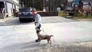 Heel work with outdoor distractions