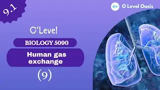 Organs involved in Breathing System | Human Gas exchange | Chapter 9 | Unit 9.1