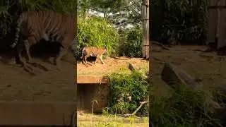 #Royal Bengal Tiger Bangladesh Sundorbon Khulna 🔥🔥🔥
