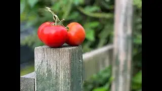Blight Resistant Tomatoes (Can you successfully save their seed?)