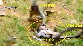 Very pity poor baby Timo -DeeDee force drag Timo run round&round make Timo hurt much