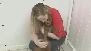 NY could ban pet stores from selling pets