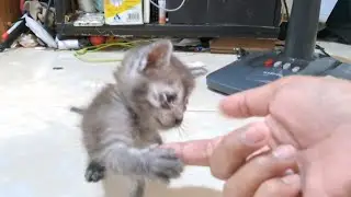 Adorable little kitten holding my hand, he wants to play | cat vidios