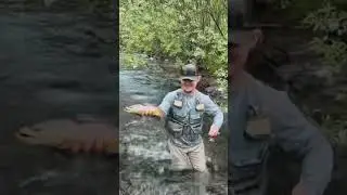 Better times are coming, Small Stream Pennsylvania Brown Trout #fishing #trout #catchandrelease