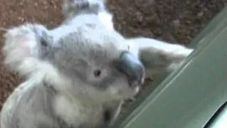 Koala Trying to Escape